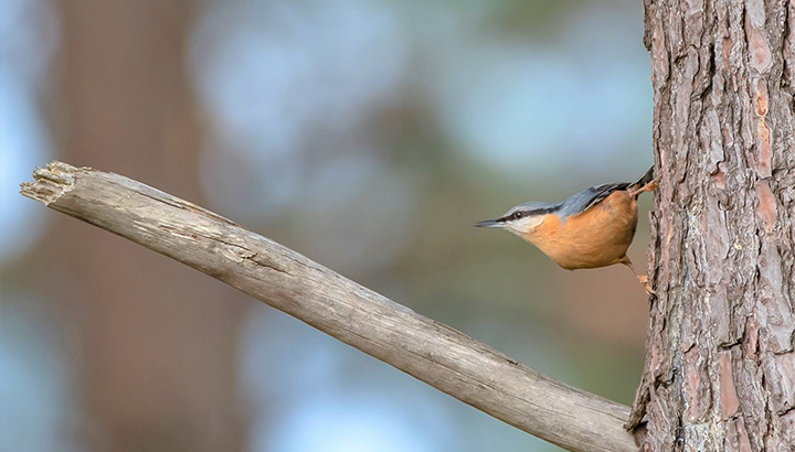 Vos formations nature avec la LPO Aquitaine !